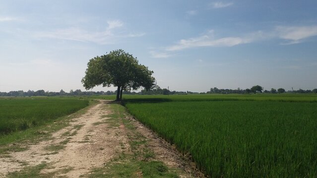 there is a road that is lined with bushes and trees, assamese, anamorphic wide angle lens, blue clear skies, shades of green, medium length photograp, path , pathway