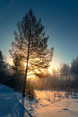Sunny morning in a winter snowy forest. Frosty morning. Frost falls from the trees. The ski track is covered with snow.