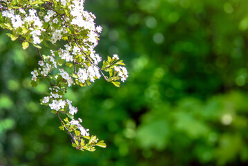 White hawthorn flowers on a green natural background
