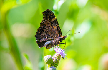 A Black butterfly collects nectar from flowers