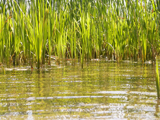 Close up of typha plant in lake water.