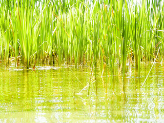 Obraz premium Close up of typha plant in lake water.