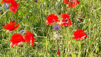 Fototapeta premium Nature background - meadow full of poppy flowers.