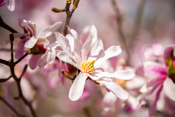 Fototapeta premium Blooming magnolia in spring. Beautiful buds of pink flowers close-up with blurred space for text.