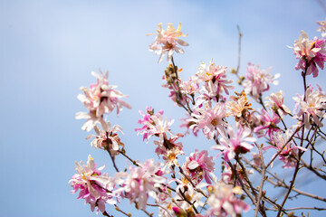 Blooming magnolia in spring. Beautiful buds of pink flowers close-up with blurred space for text.