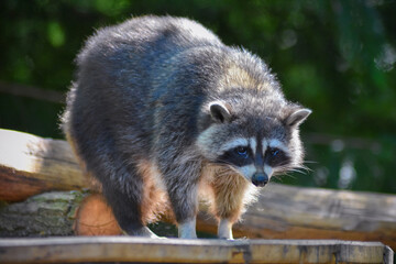 Raccoon looks into the camera