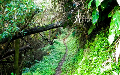 Fototapeta premium Tropical forest of Sao Miguel Island. Azores.