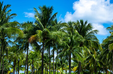 Fototapeta premium Palm leaves background. Palm trees on blue sky. Coconut tree palms. Tropical palm leaves. Exotic pattern background.