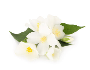 Fototapeta premium Branch of jasmine flowers and leaves isolated on white