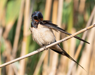 Barn swallow, Hirundo rustica. A bird sits on a reed stalk and brushes its feathers