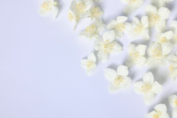 Beautiful jasmine flowers on white background, flat lay. Space for text