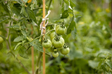 Green tomatoes in the beds on branch. Agriculture concept. Eco product