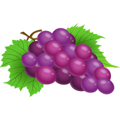 Hand drawn fruit grape
