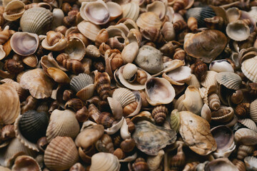 Sea shells pattern. Seashell background. Ocean shells. Seashells background. Texture of the sea shells.