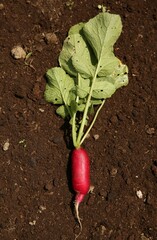 One freshly harvested radish on soil, top view