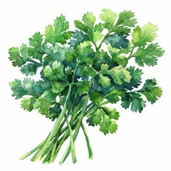 Watercolor illustration of fresh cilantro bunch showcasing vivid green leaves perfect for culinary and botanical art purposes.