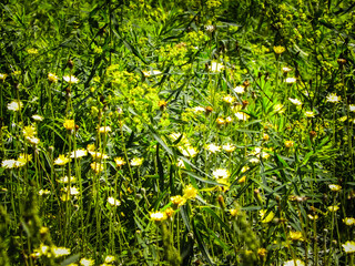 Wild medow flowers as a natural background.