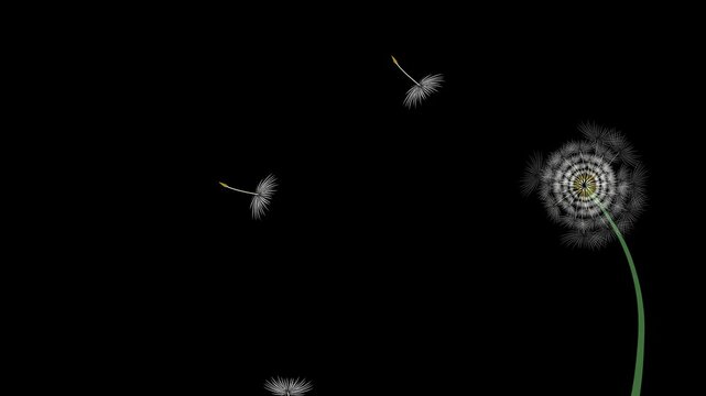 A dandelion with flying fluffy seeds. Animation, black and white