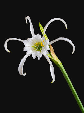 Closeup view of fresh bright white flower of spider lily hymenocallis narcissiflora aka ismene narcissiflora isolated on black background