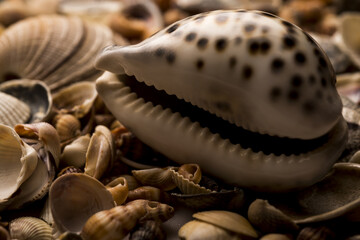 Summer marine background. Mollusk shells. Seashell background. Ocean shells. Seashells background. Texture of the sea shells.