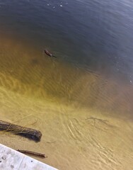 Brown water rat, or water vole swimming.