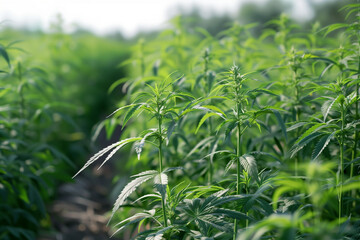 Obraz premium commercial farming of medical cannabis plants in a modern and automated indoor greenhouse growing for medicinal purpose