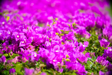 Obraz premium Blooming pink Bougainvillea spectabilis looks like a wall. A hedge of beautiful bougainvillea bushes with lilac flowers.
