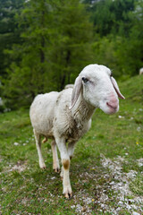 Obraz premium Idyllic Summer Scene: Sheep Grazing in High Alpine Mountains