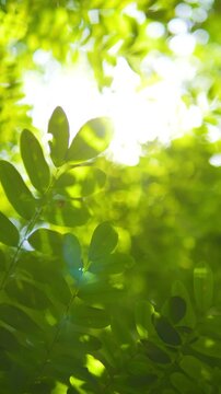 Green fresh tamarind leaves moving agains blue sky with sunlight beams fresh eco background. Natural ecology high quality 4K concept vertical forman footage. Thailand.