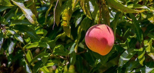 Ripe mangoes on the tree. Harvesting fresh tropical fruits.