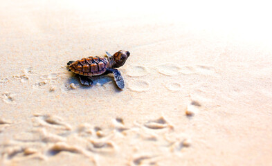 Little Sea Turtle Cub, Crawls along the Sandy shore in the direction of the ocean to Survive, Hatched, New Life, Saves, Way to life, Tropical Seychelles, footprints in the sand, forward to a new life