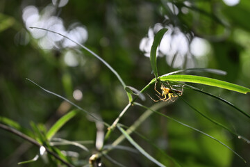 A striped lynx spider is sitting in direct sunlight under a leaf of an Asparagus racemosus plant.