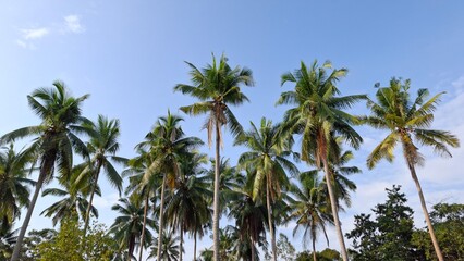 Fototapeta premium Palm Trees in the Tropics