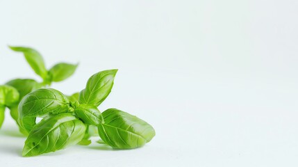 Fresh green basil leaves on a white background, perfect for culinary and herbal themes in the kitchen, cooking, and gardening concepts.