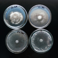 Sclerotinia in the laboratory in the special rounded containers