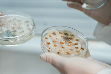 Male and female scientists are holding containers with trichoderma and sclerotinia, lab research