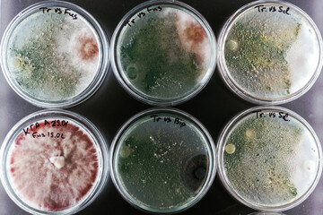 Green and red colors. Trichoderma and Sclerotinia in the laboratory in the special rounded containers