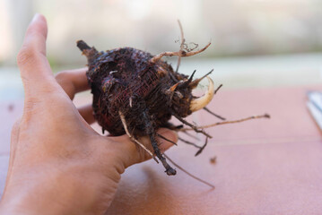 rhizome of banana tree in the hand