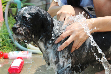 Pet owner bathing long-haired dog on a hot day.