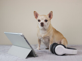 brown short hair Chihuahua dog sitting on bed and white background with digital tablet and headphones, looking at camera.