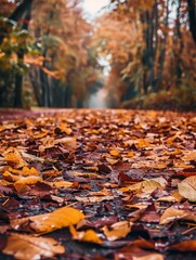 Autumn Leaves in a Forest Path - A path through a forest covered in vibrant autumn leaves. The colors of the leaves are a mix of reds, oranges, and yellows, making for a beautiful scene. The leaves ar