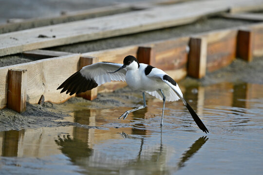 "verleitender" S&auml;belschn&auml;bler // Pied avocet (Recurvirostra avosetta) 