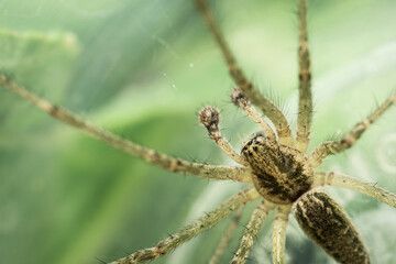 Close up shot of a male spider with multiple eyes
