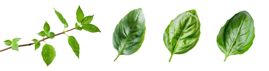 Obraz premium Set of Green Basil with leaves isolated on background, Flat lay view of Fresh salad vegetables, healthy with organic food.