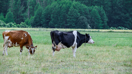 Krowy mleczne pasą się na zielonej łące  © Paweł Kacperek
