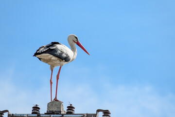 Bocian stojący na słupie energetycznym obserwuje okolicę 