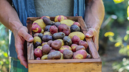 Harvest of organic colorful potatoes in a box in the hands of a farmer close-up selective focus