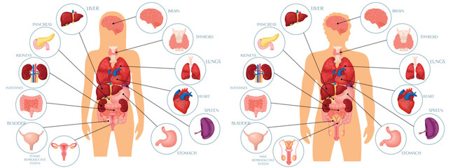 Vector set of illustrations of the anatomy of human organs. Liver, reproductive system, brain, heart, kidneys, human lungs. The concept of organs for study for medical and biological purposes. Paintin