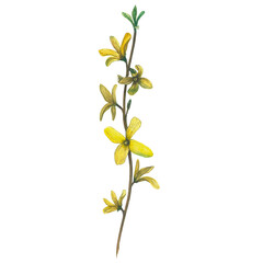 Watercolor illustration of a forsythia branch. Hand-drawn, isolated on a transparent background