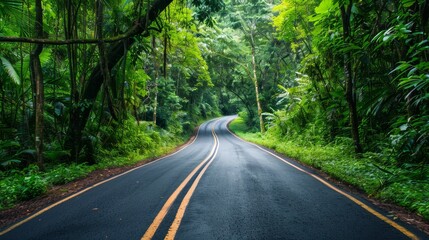 Fototapeta premium Winding Road through Lush Rainforest - A winding road cuts through a lush tropical rainforest, with vibrant green foliage and dense trees lining the path.